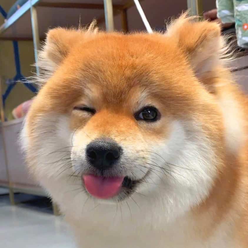 黄色可爱柴犬高清实拍头像图片 萌萌哒开心狗狗微信头像_1