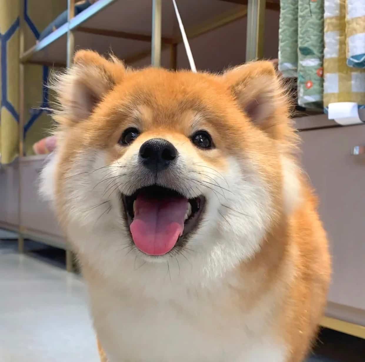 黄色可爱柴犬高清实拍头像图片 萌萌哒开心狗狗微信头像_2