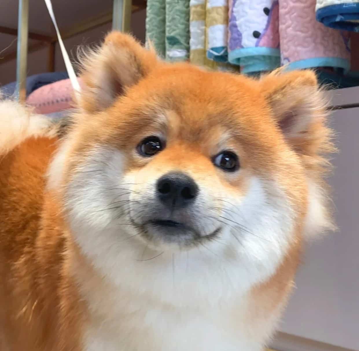 黄色可爱柴犬高清实拍头像图片 萌萌哒开心狗狗微信头像_3