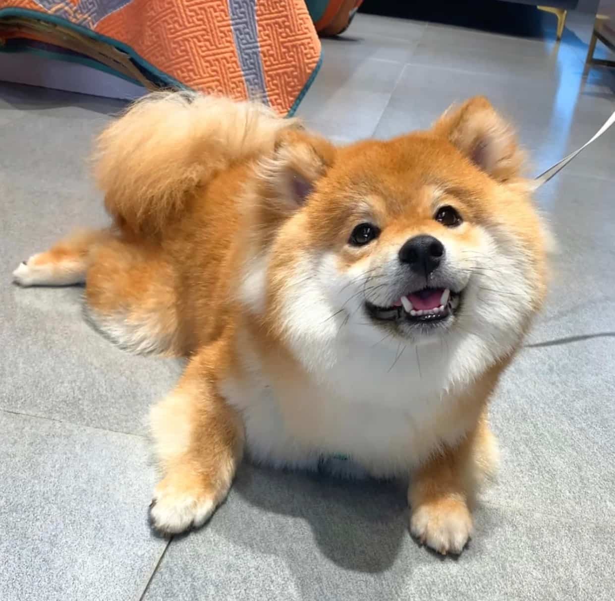 黄色可爱柴犬高清实拍头像图片 萌萌哒开心狗狗微信头像_4