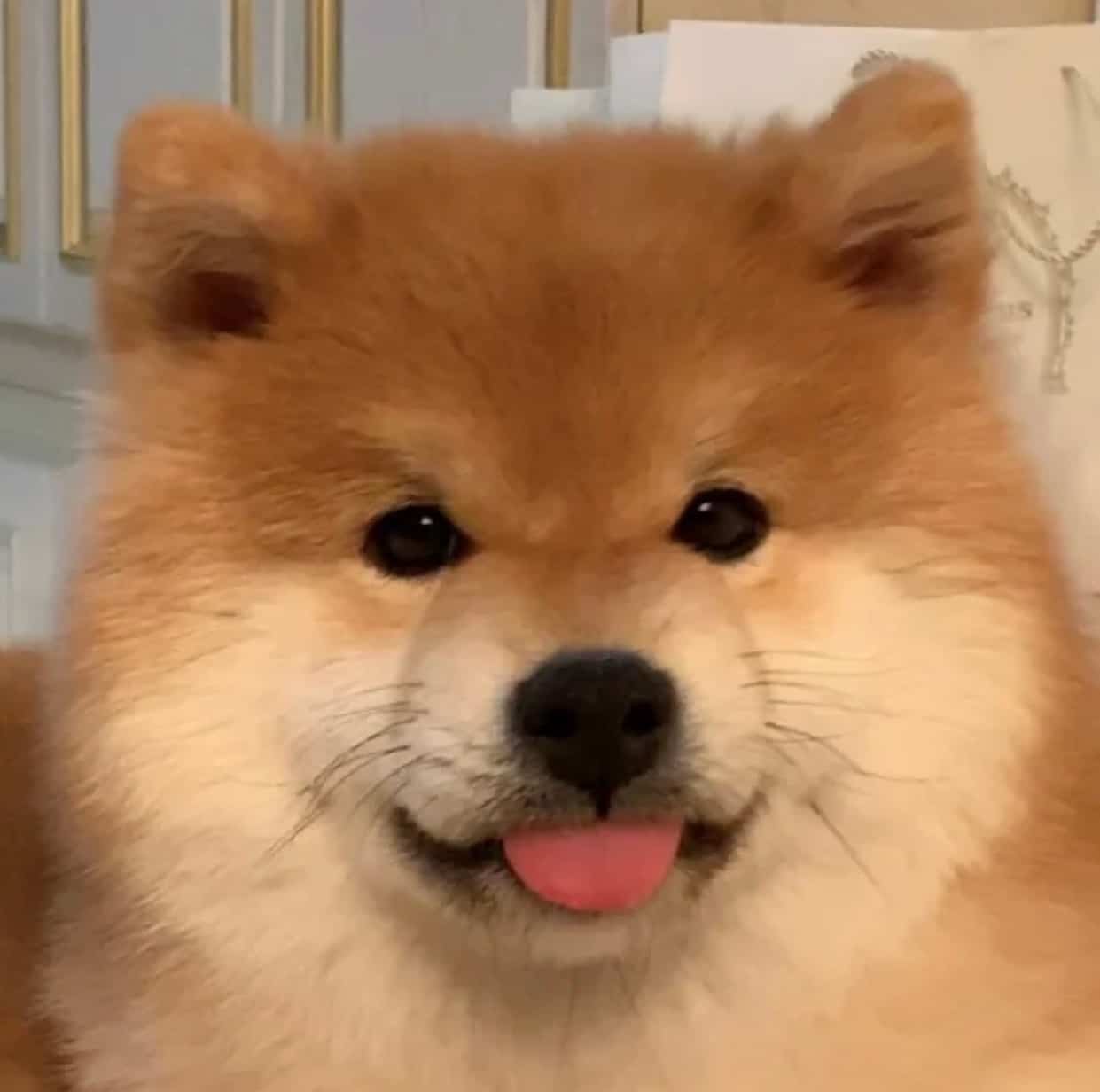黄色可爱柴犬高清实拍头像图片 萌萌哒开心狗狗微信头像_5