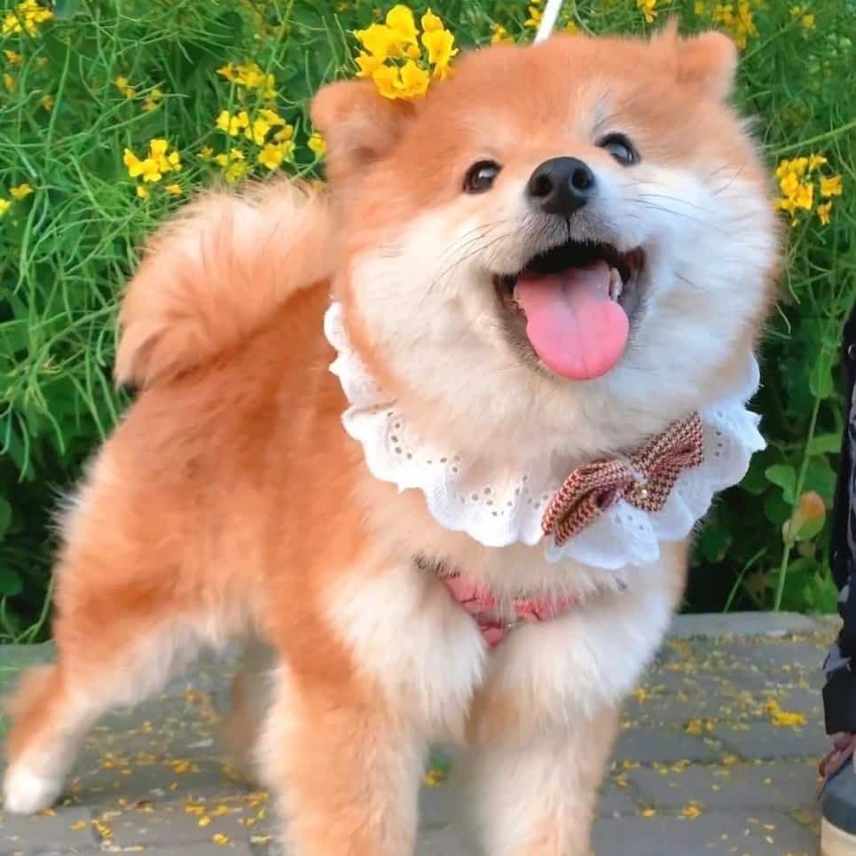 黄色可爱柴犬高清实拍头像图片 萌萌哒开心狗狗微信头像_8