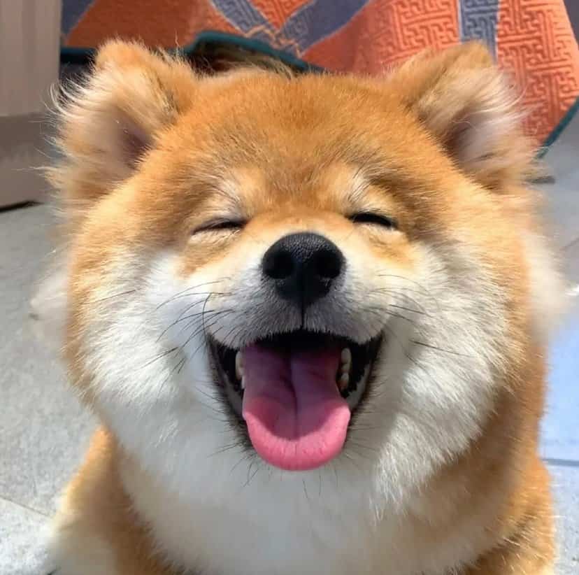 黄色可爱柴犬高清实拍头像图片 萌萌哒开心狗狗微信头像_9