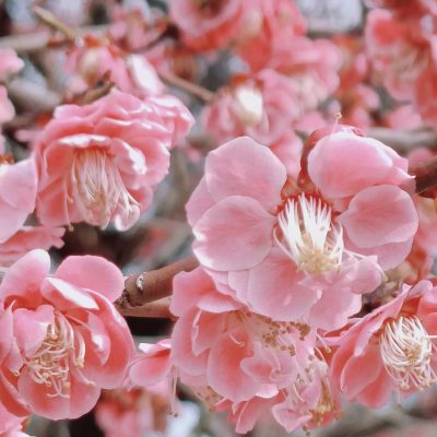 春天桃花盛开实拍图 朋友圈感叹春天治愈系配图