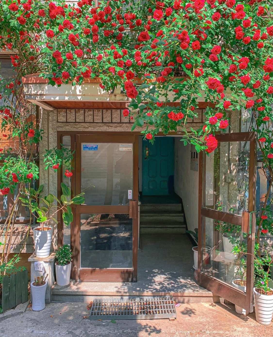 街边伸出墙外的玫瑰花丛 朋友圈唯美鲜花配图_2