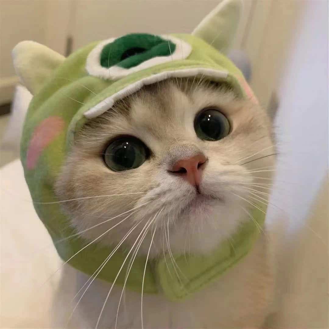 可爱大眼睛猫咪实拍图片微信头像组图_1
