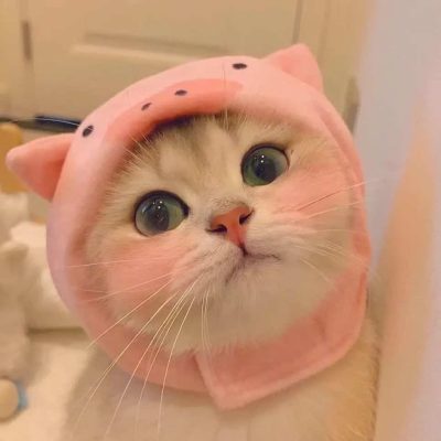 可爱大眼睛猫咪实拍图片微信头像组图