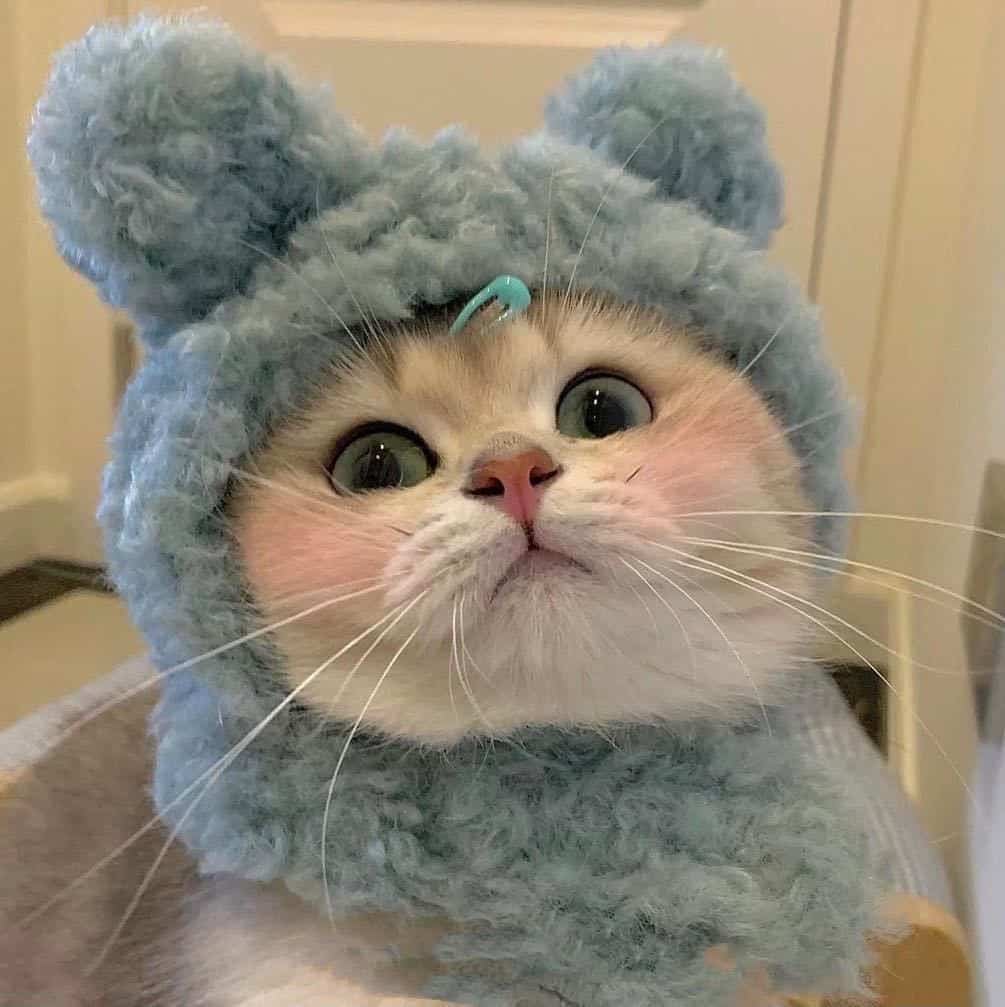 可爱大眼睛猫咪实拍图片微信头像组图_3