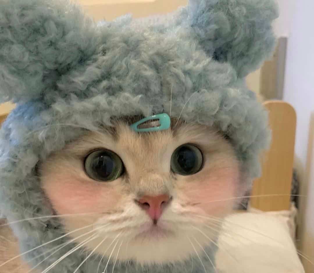 可爱大眼睛猫咪实拍图片微信头像组图_4
