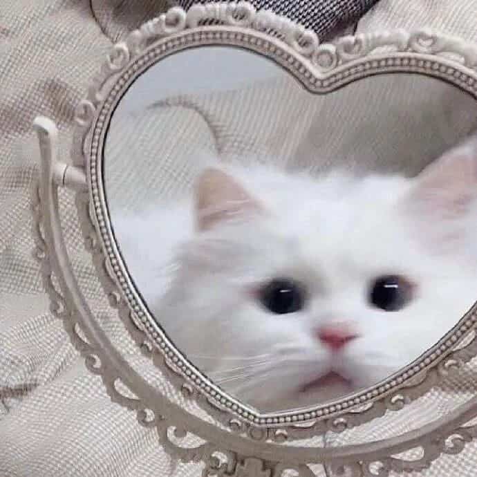可爱大眼睛猫咪实拍图片微信头像组图_5
