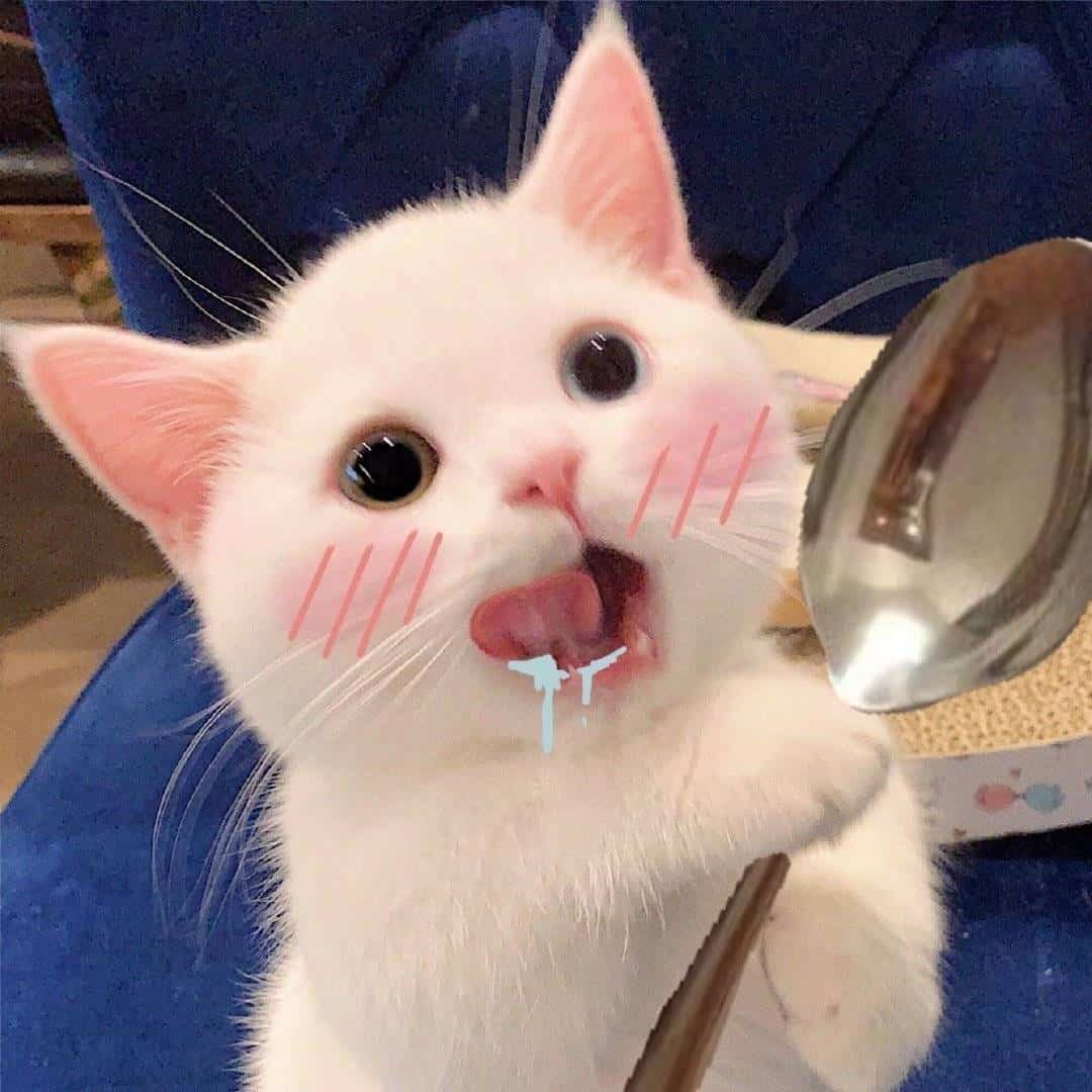 可爱大眼睛猫咪实拍图片微信头像组图_6