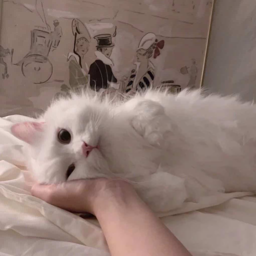 可爱大眼睛猫咪实拍图片微信头像组图_7