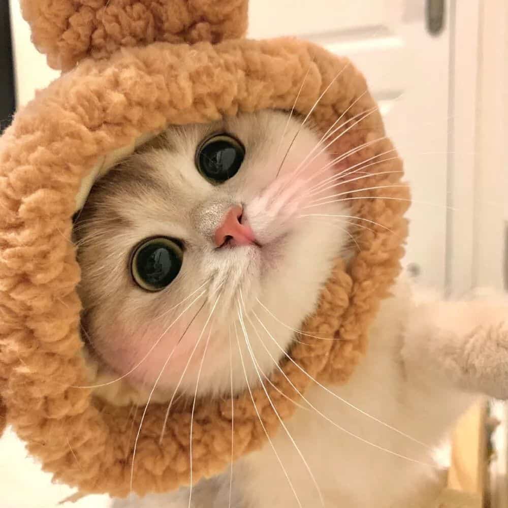 可爱大眼睛猫咪实拍图片微信头像组图_8
