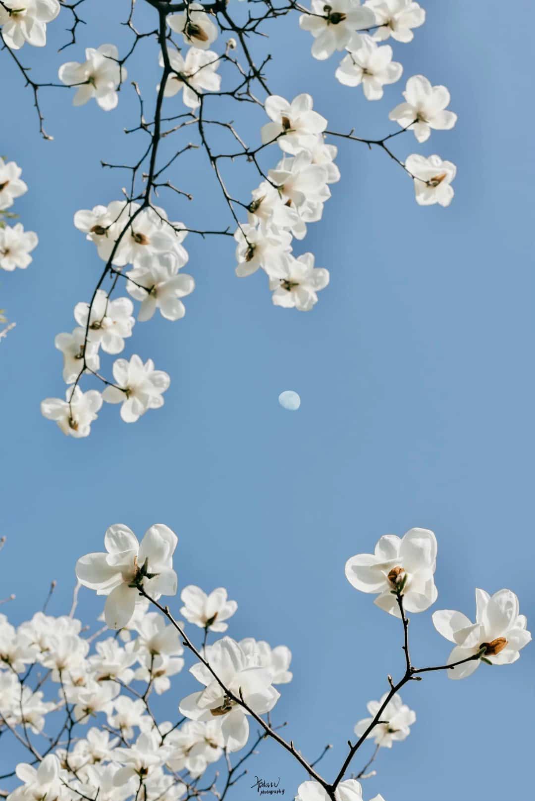 春天的景色早上好白色玉兰花朋友圈配图_1