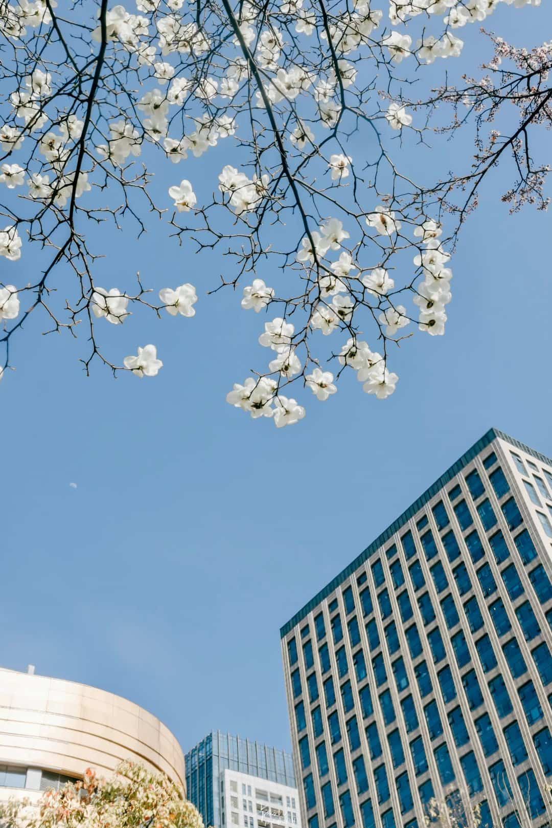 春天的景色早上好白色玉兰花朋友圈配图_9