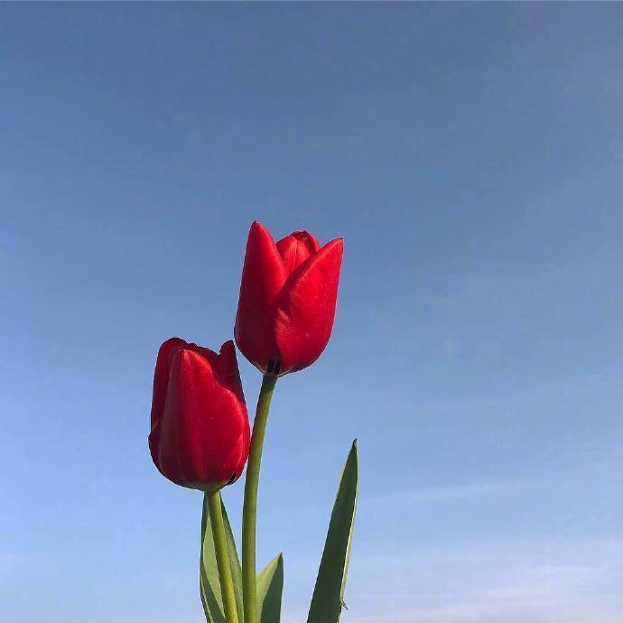 女生无聊发朋友圈配图 单色背景一枝鲜花配图_1