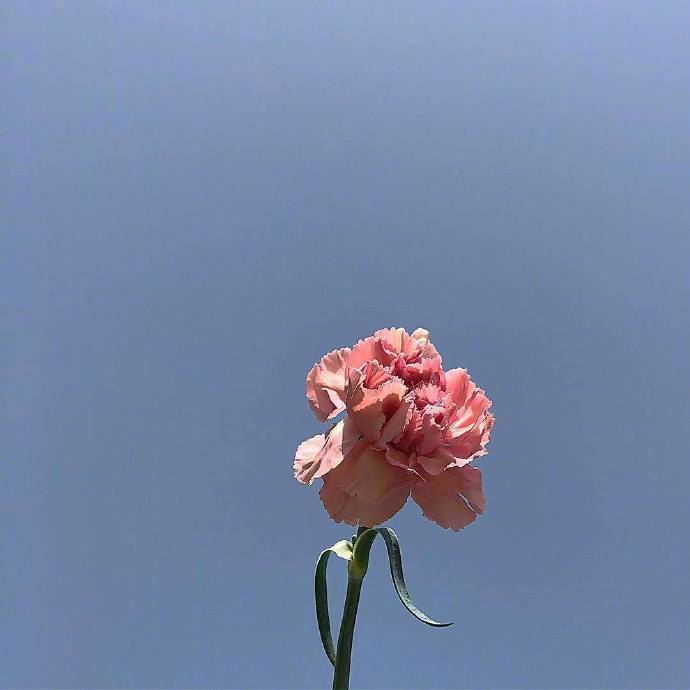 女生无聊发朋友圈配图 单色背景一枝鲜花配图_2