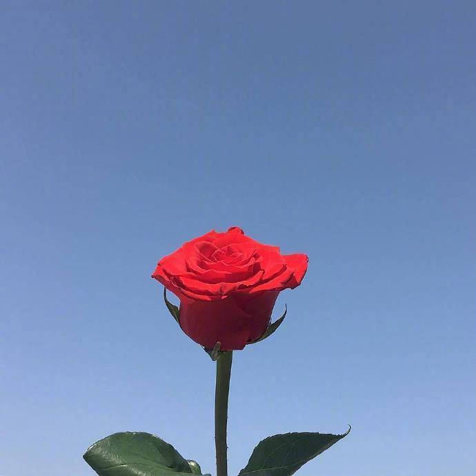女生无聊发朋友圈配图 单色背景一枝鲜花配图_3