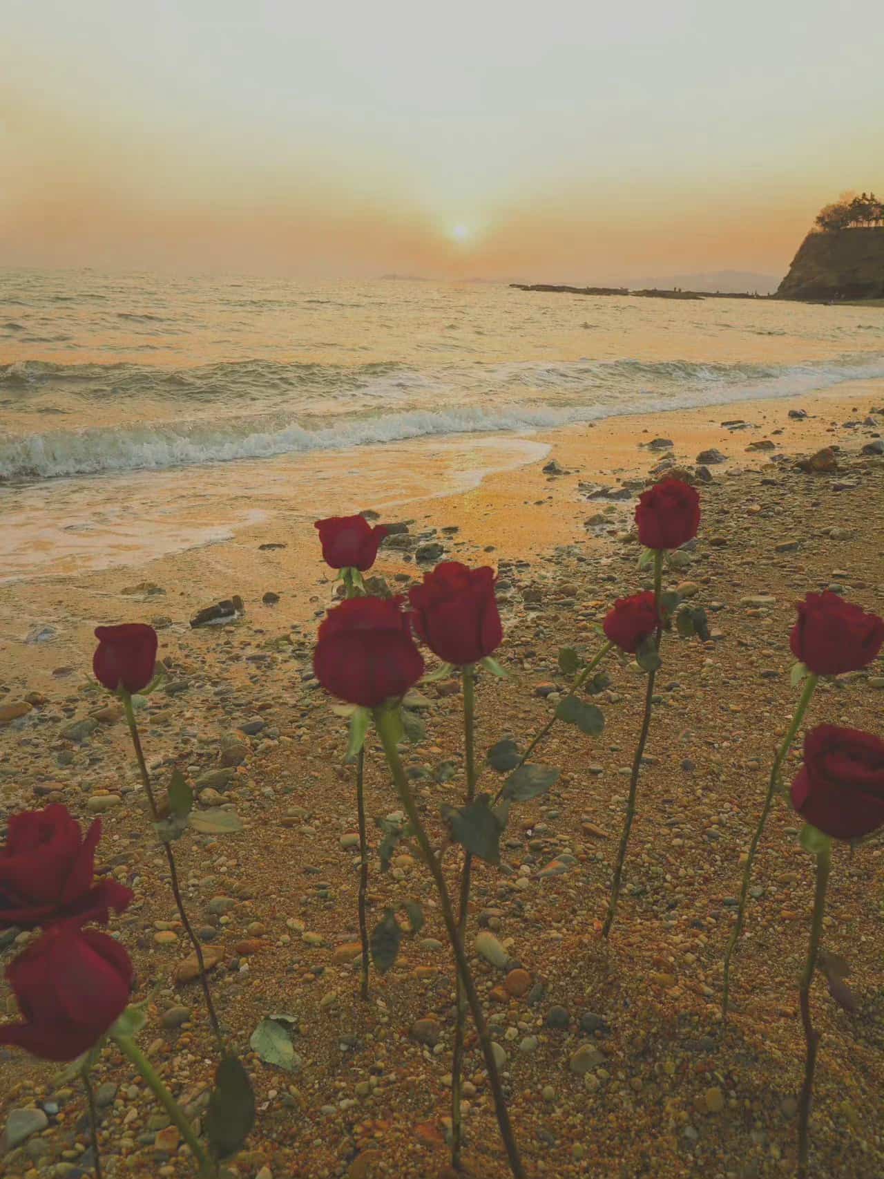 傍晚伤感微信朋友圈唯美配图 夕阳下海边的红玫瑰实拍照片_7