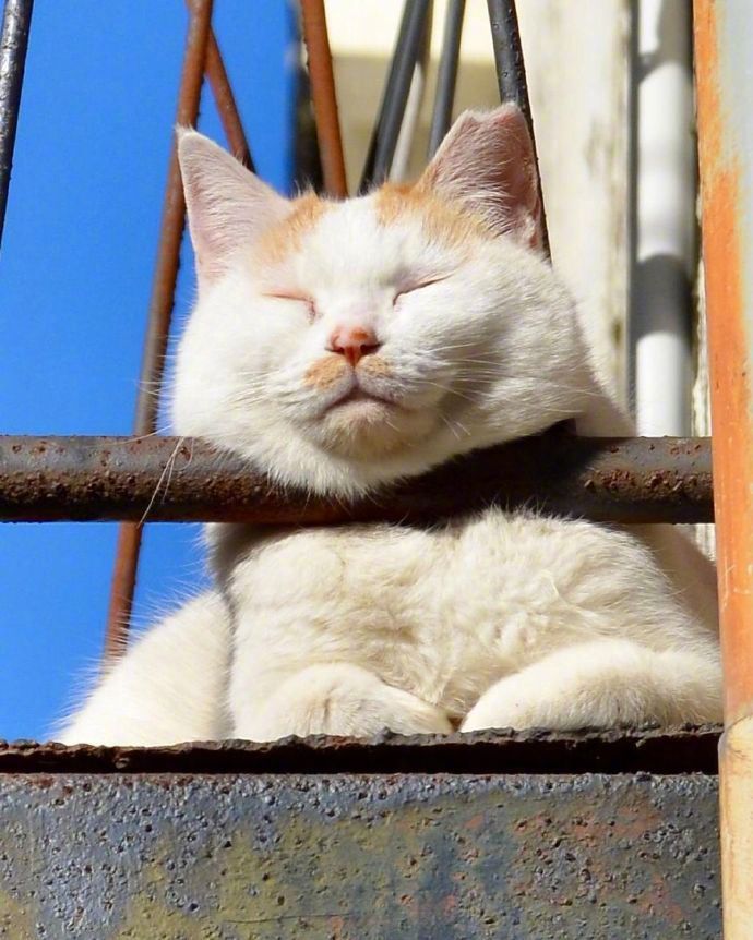胖猫咪晒太阳打盹 春困的猫高清图片_1
