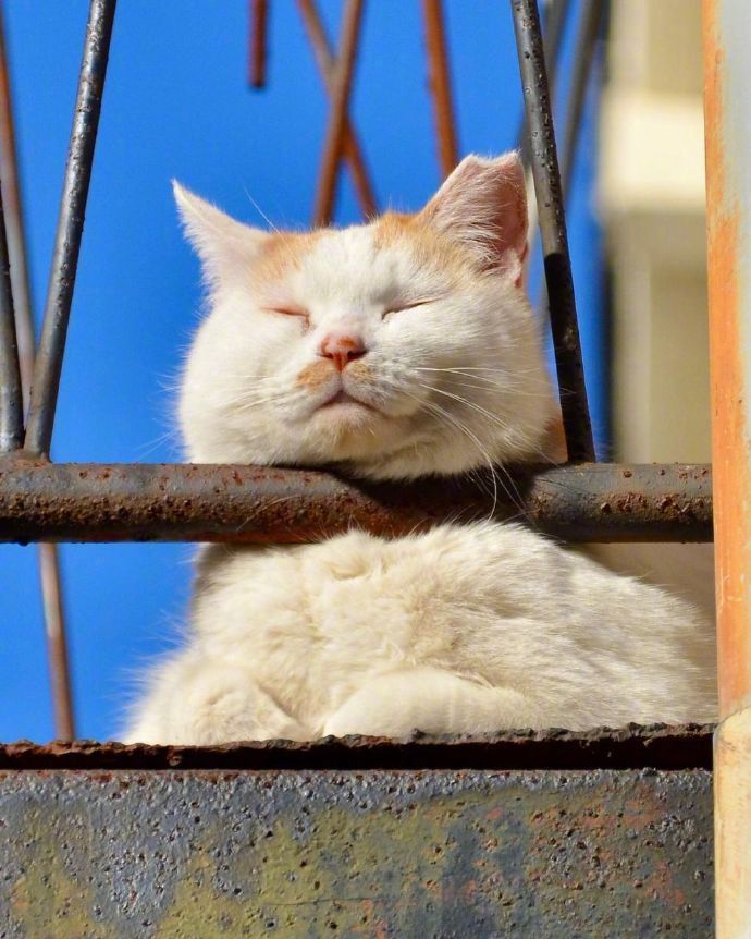 胖猫咪晒太阳打盹 春困的猫高清图片_6
