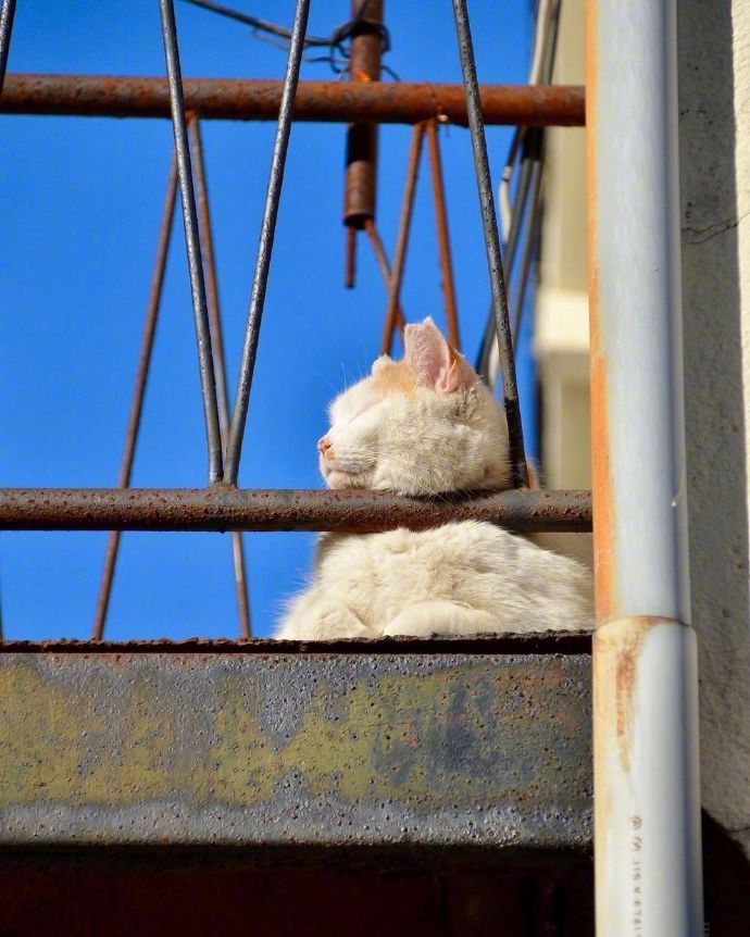 胖猫咪晒太阳打盹 春困的猫高清图片_7