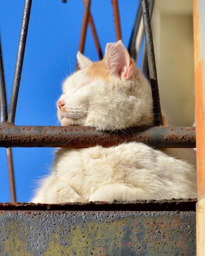 胖猫咪晒太阳打盹 春困的猫高清图片_8