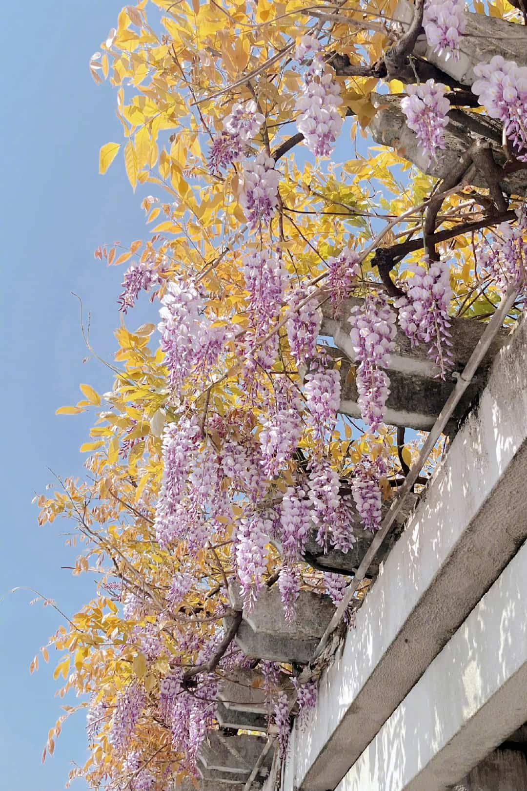 慢节奏鲜花绿草白鸽飞鸟风景配图 春日夏天小清新配图_8