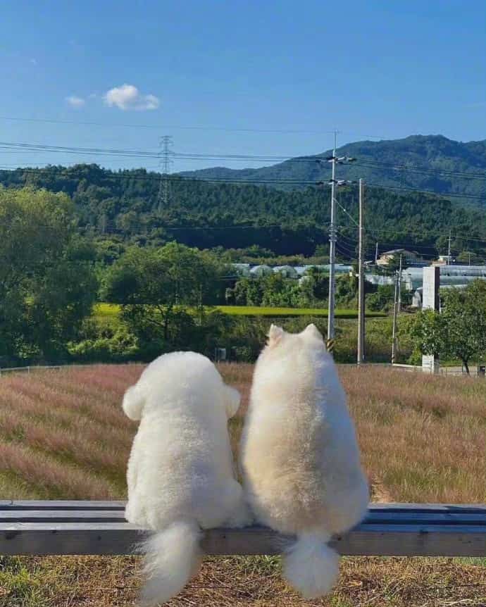 蓝天下的猫狗看风景背景图 小女生多愁善感朋友圈配图_1