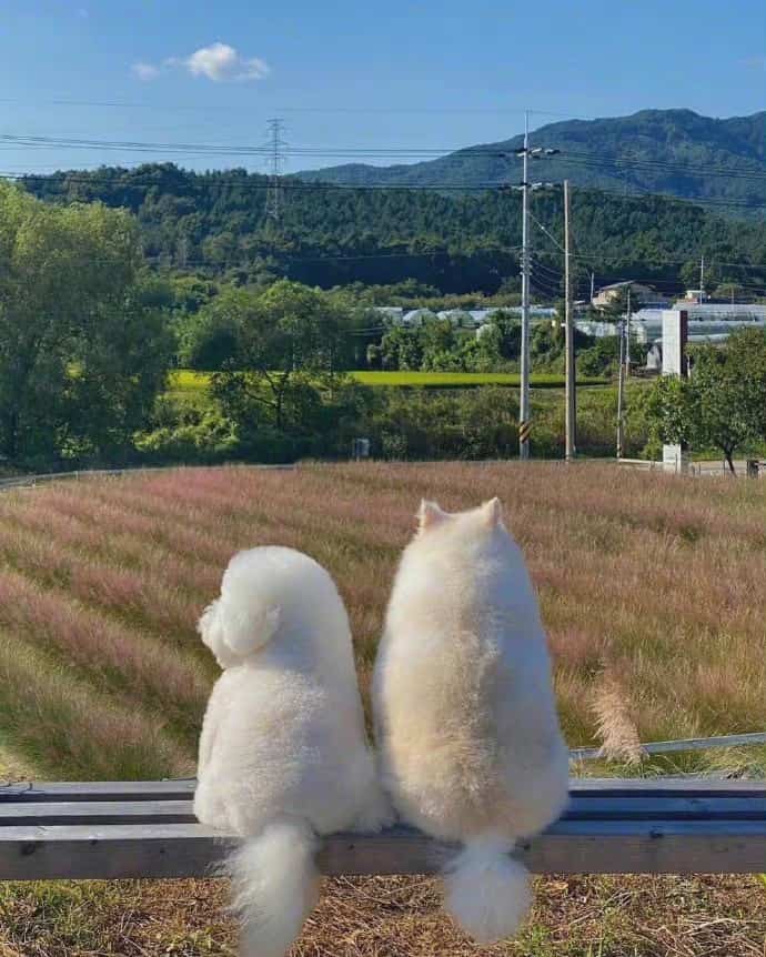 蓝天下的猫狗看风景背景图 小女生多愁善感朋友圈配图_2