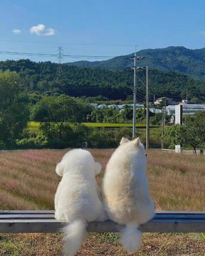 蓝天下的猫狗看风景背景图 小女生多愁善感朋友圈配图_3