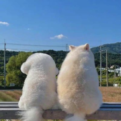 蓝天下的猫狗看风景背景图 小女生多愁善感朋友圈配图