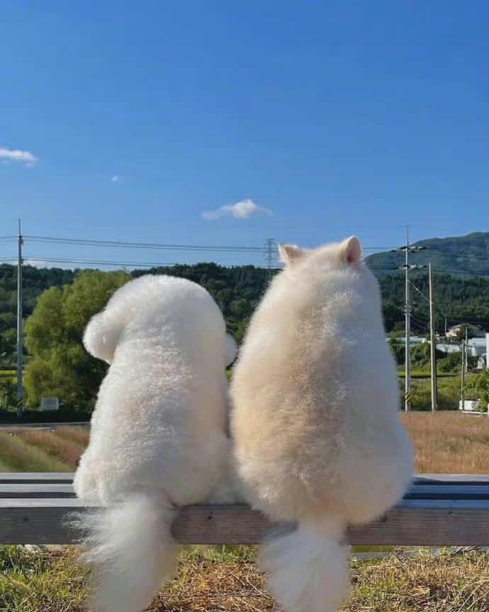 蓝天下的猫狗看风景背景图 小女生多愁善感朋友圈配图_4