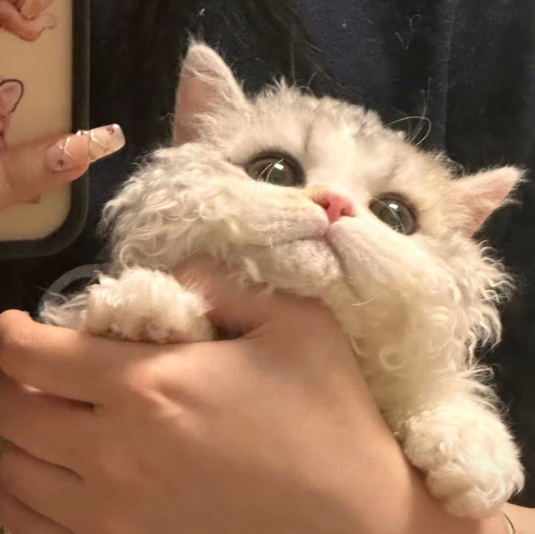 可爱猫咪的微信头像，超级可爱小猫头像_1