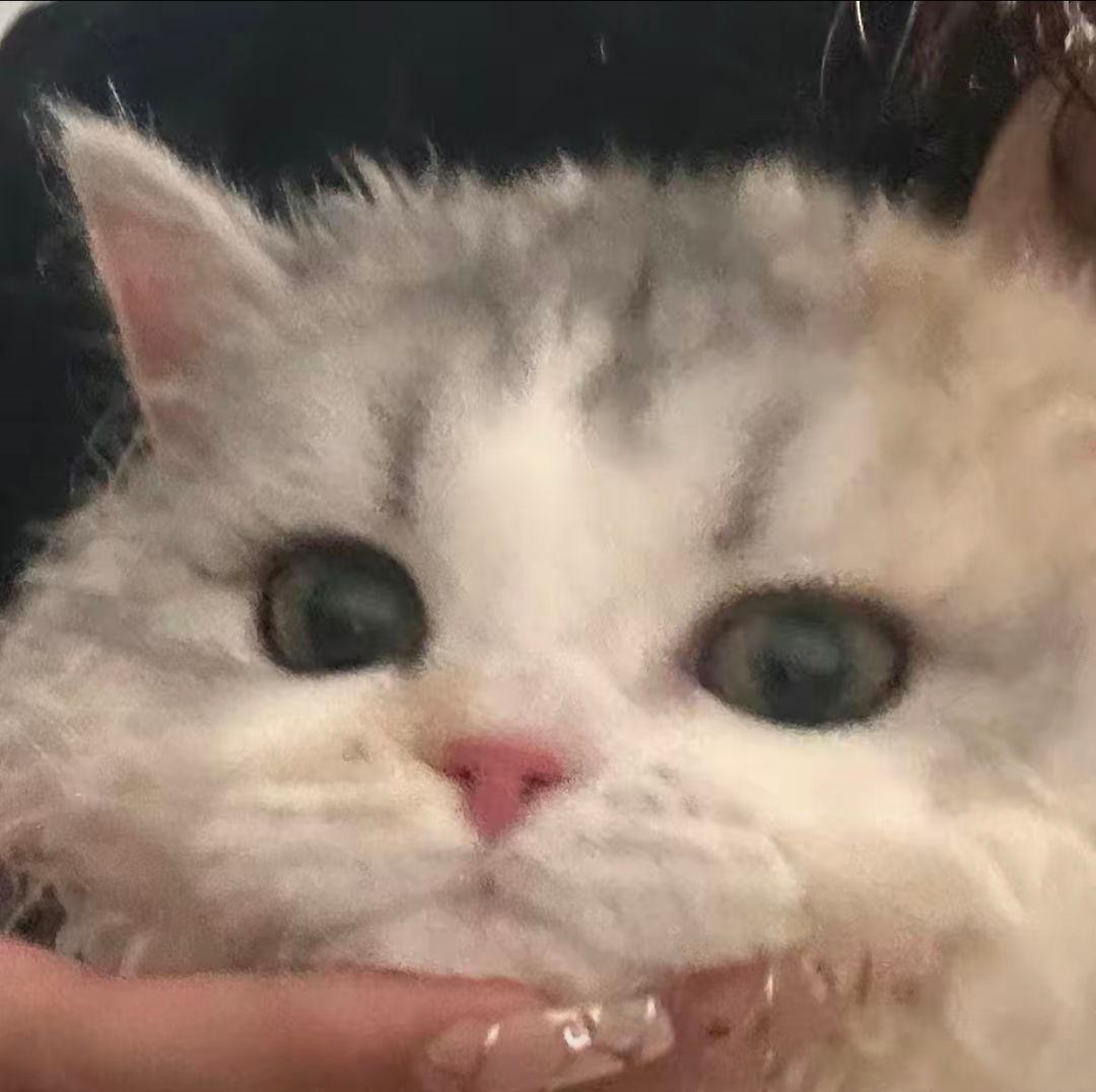 可爱猫咪的微信头像，超级可爱小猫头像_2