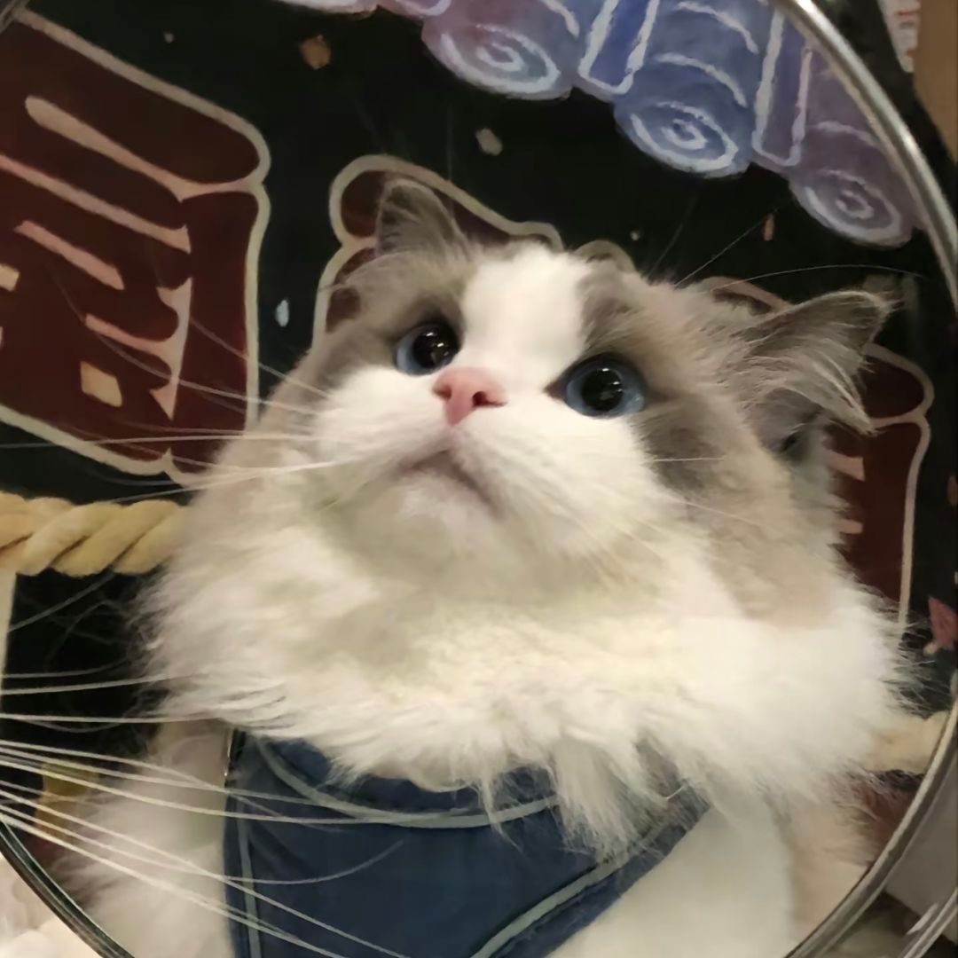 可爱猫咪的微信头像，超级可爱小猫头像_3