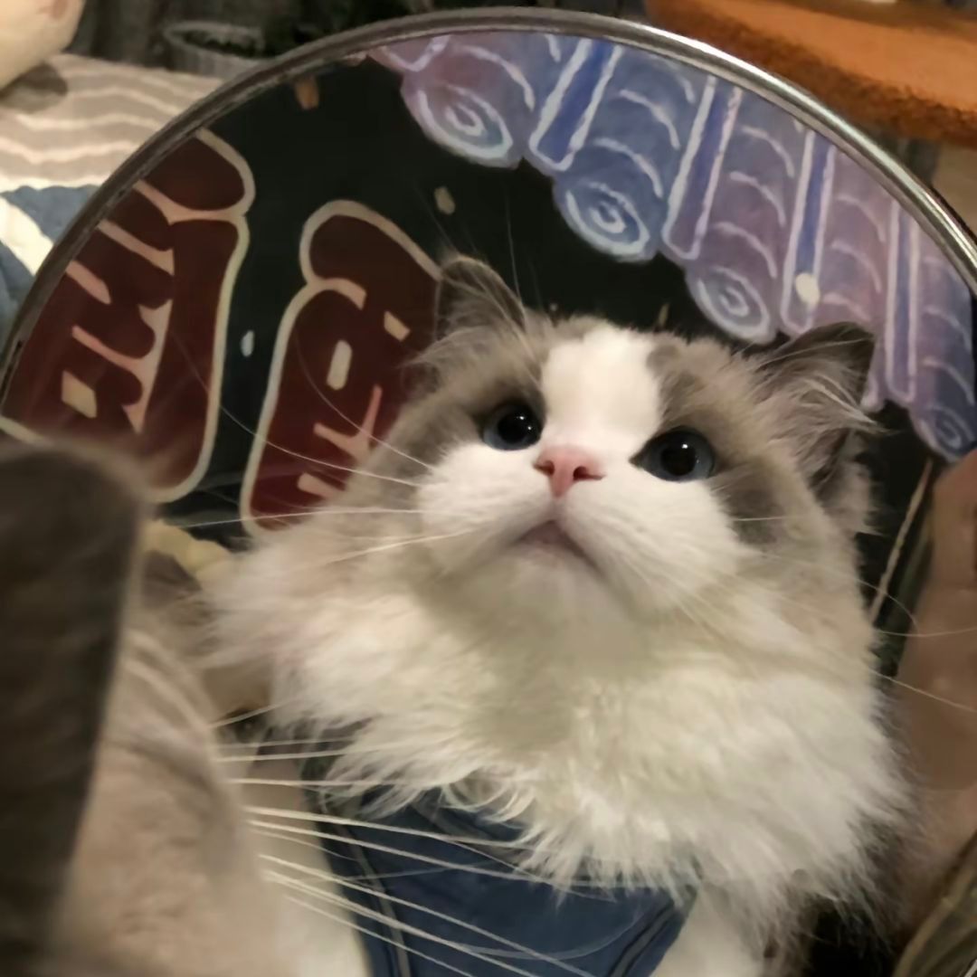 可爱猫咪的微信头像，超级可爱小猫头像_4