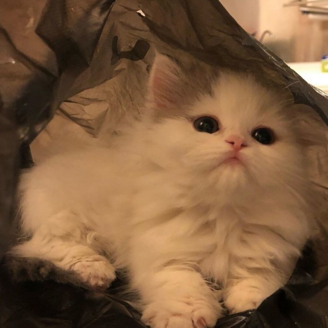 可爱猫咪的微信头像，超级可爱小猫头像_6