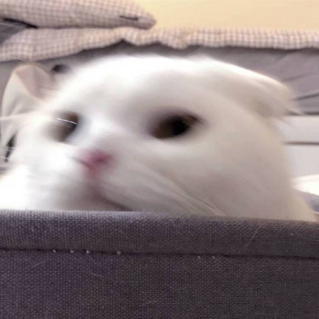 可爱猫咪的微信头像，超级可爱小猫头像_7