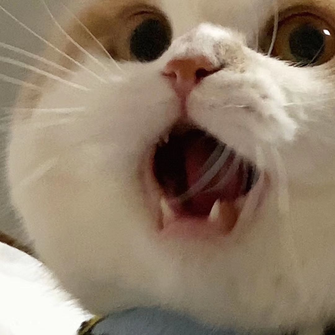 可爱猫咪的微信头像，超级可爱小猫头像_8
