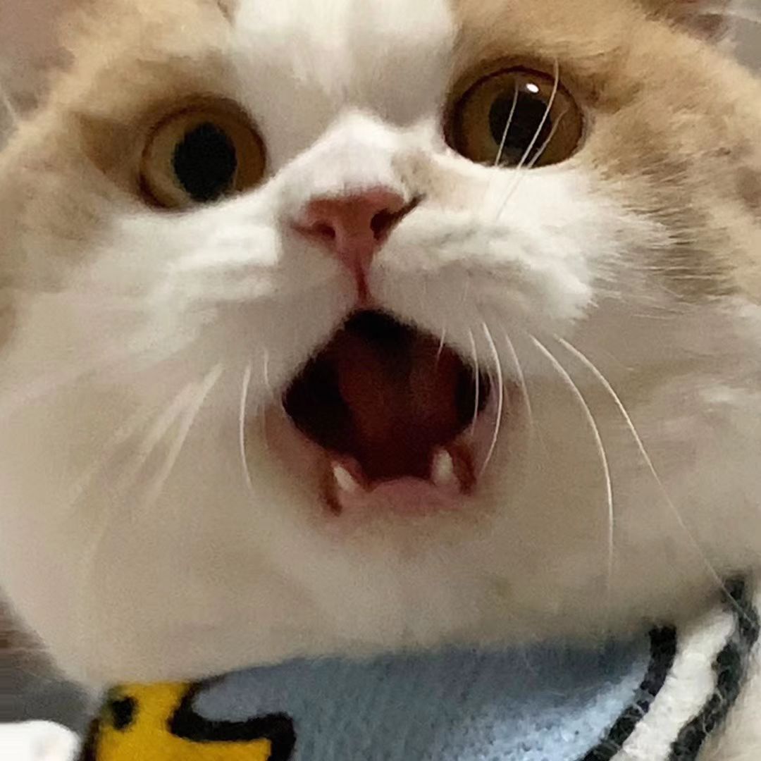 可爱猫咪的微信头像，超级可爱小猫头像_9
