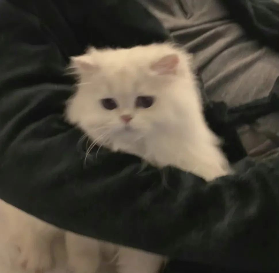 可爱猫咪的微信头像，超级可爱小猫头像_10