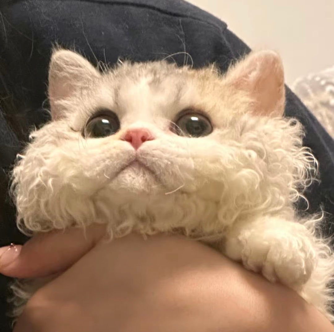 可爱猫咪的微信头像，超级可爱小猫头像_11