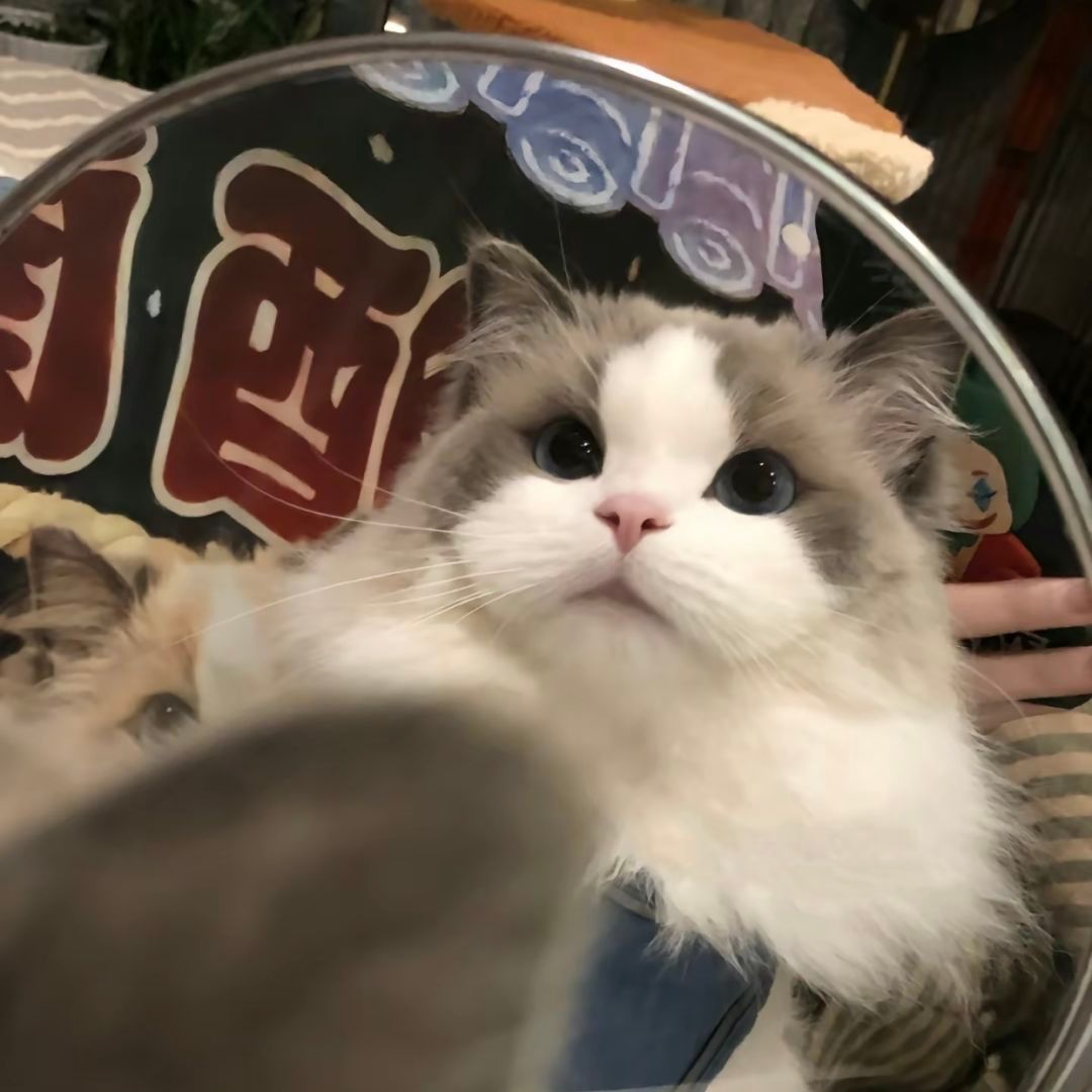 可爱猫咪的微信头像，超级可爱小猫头像_12