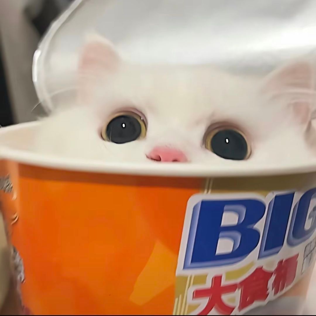 可爱猫咪的微信头像，超级可爱小猫头像_13