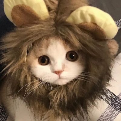 可爱猫咪的微信头像，超级可爱小猫头像