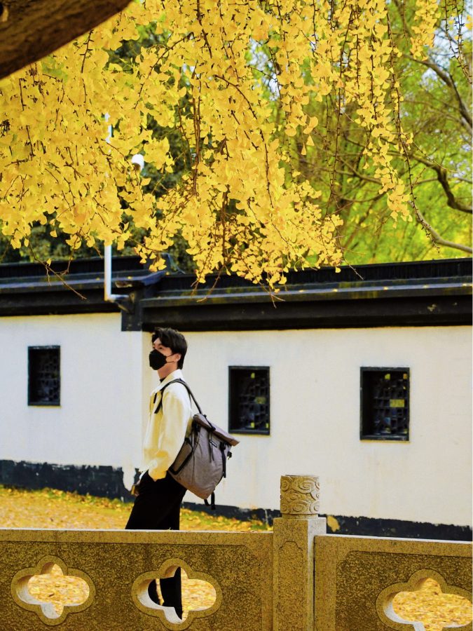 上海最美银杏树图片 来自古树公园1200年的古银杏_8