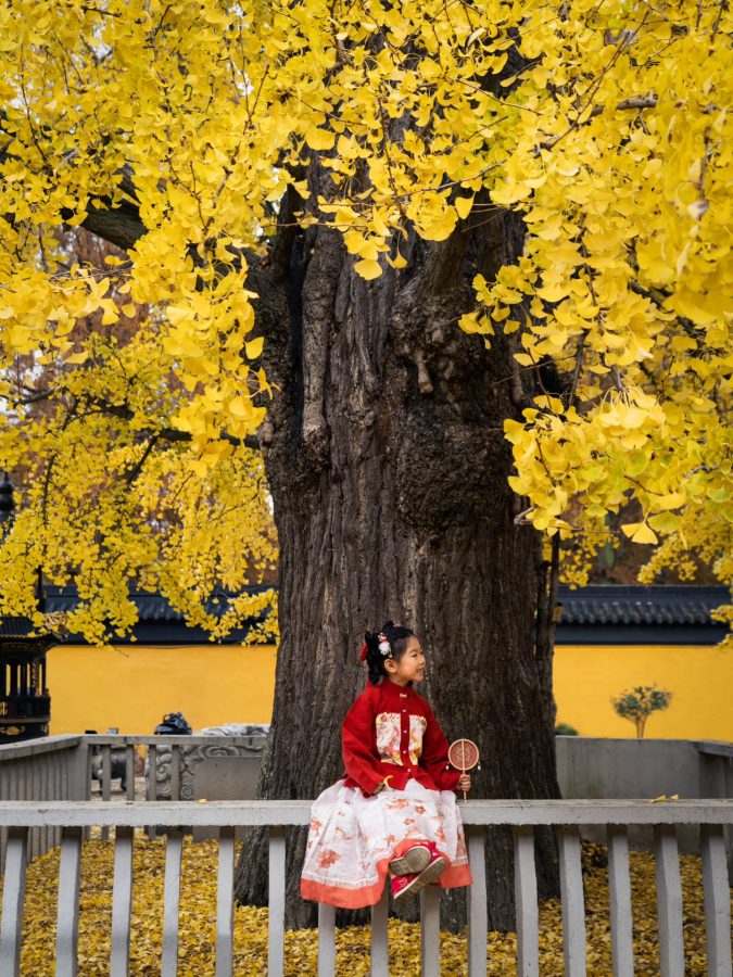 上海七百年历史的绝美古银杏 来自颐浩禅寺_1