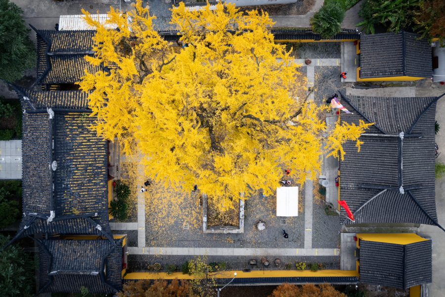 上海七百年历史的绝美古银杏 来自颐浩禅寺_3