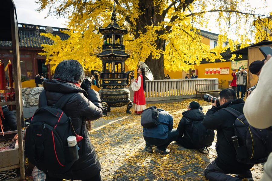 上海七百年历史的绝美古银杏 来自颐浩禅寺_4